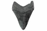 Serrated, Fossil Megalodon Tooth - South Carolina #362189-1